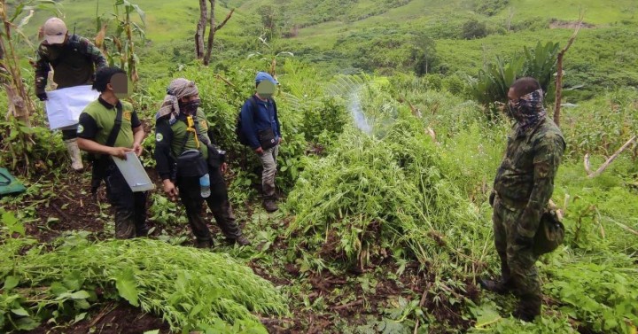 P4.2M marijuana plants uprooted in S. Cotabato village | Philippine ...
