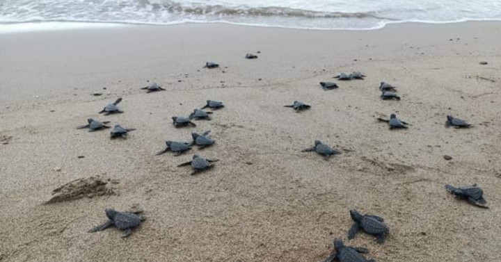 Baby sea turtles released in southern Negros | Philippine News Agency