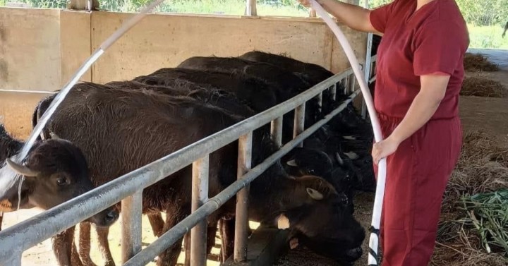 ilocos-norte-eyes-to-strengthen-carabao-industry-philippine-news-agency