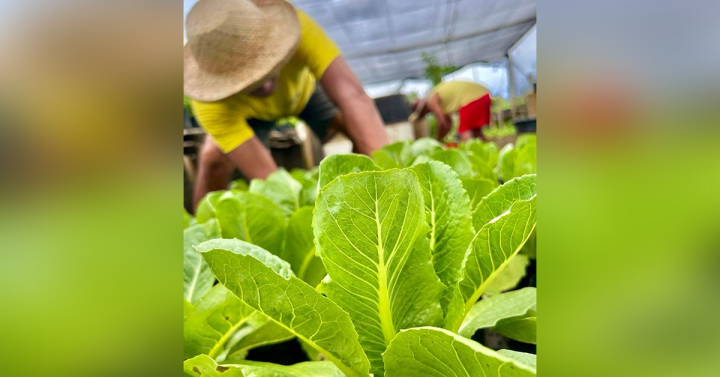 research paper about gardening in the philippines