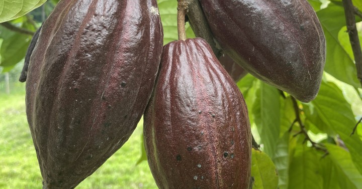 coconut-cacao-farming-system-gets-boost-in-ilocos-norte-philippine