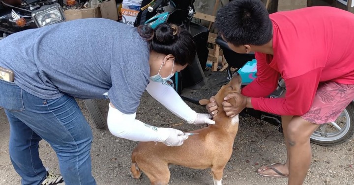 Ilocos Norte records 5 rabies deaths so far this year | Philippine News ...