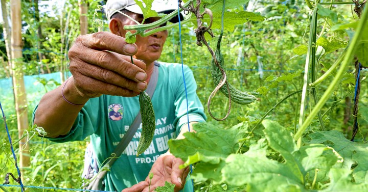 GREEN LAND URBAN FARM QC | Photos | Philippine News Agency