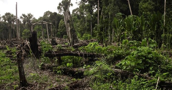 30-year net forest loss worldwide at 178M: expert | Philippine News Agency