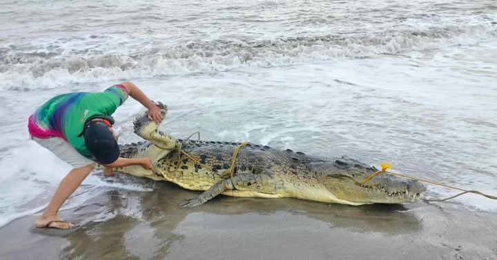 Palawan septuagenarian survives crocodile attack | Philippine News Agency