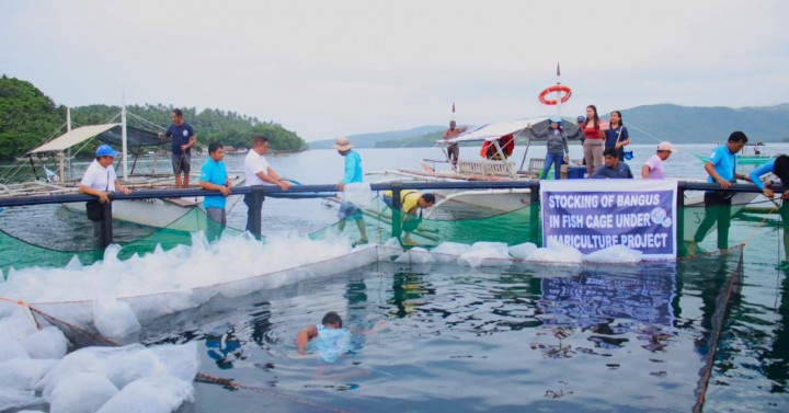 P12 M Aid To Fisherfolk Groups To Boost Fish Production In Bicol