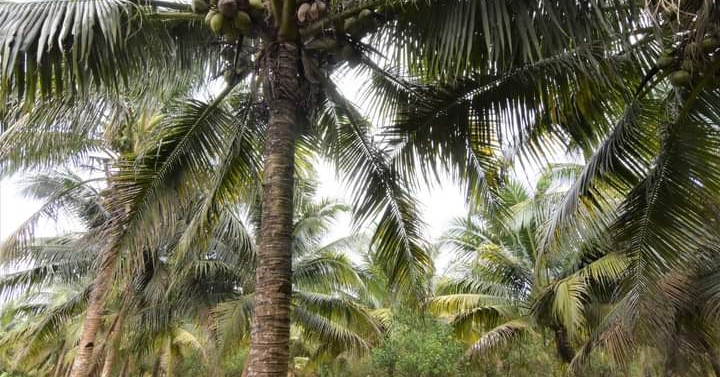 Negros Occidental Adopts Emergency Measures Vs. Coconut Pest ...