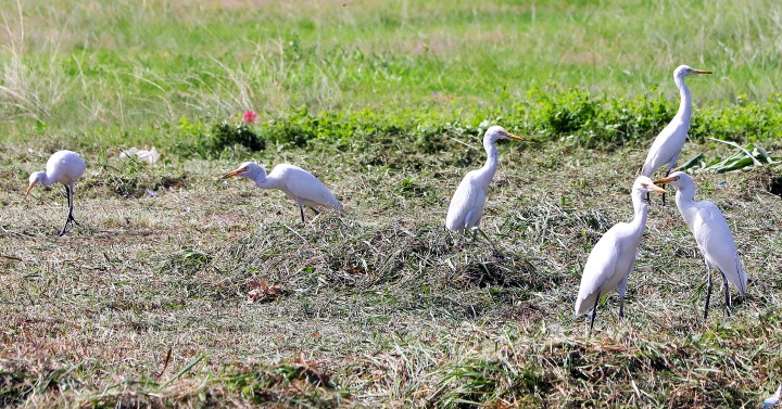 White Herons Photos Philippine News Agency White Herons 11172023ybl