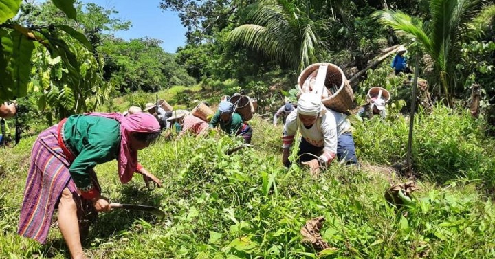 Ilocos Norte retains 205 rangers to protect forests, watersheds ...