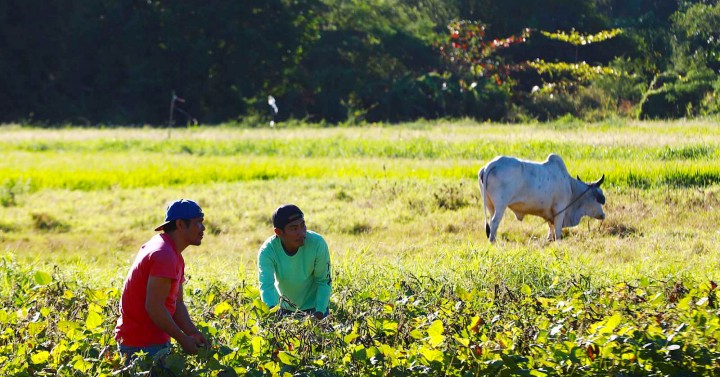 Monggo harvest in Imus, Cavite by JBondoc | Photos | Philippine News Agency