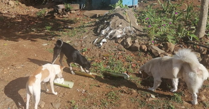 La Castellana Forms Task Force to Feed Pets Near Mt. Kanlaon