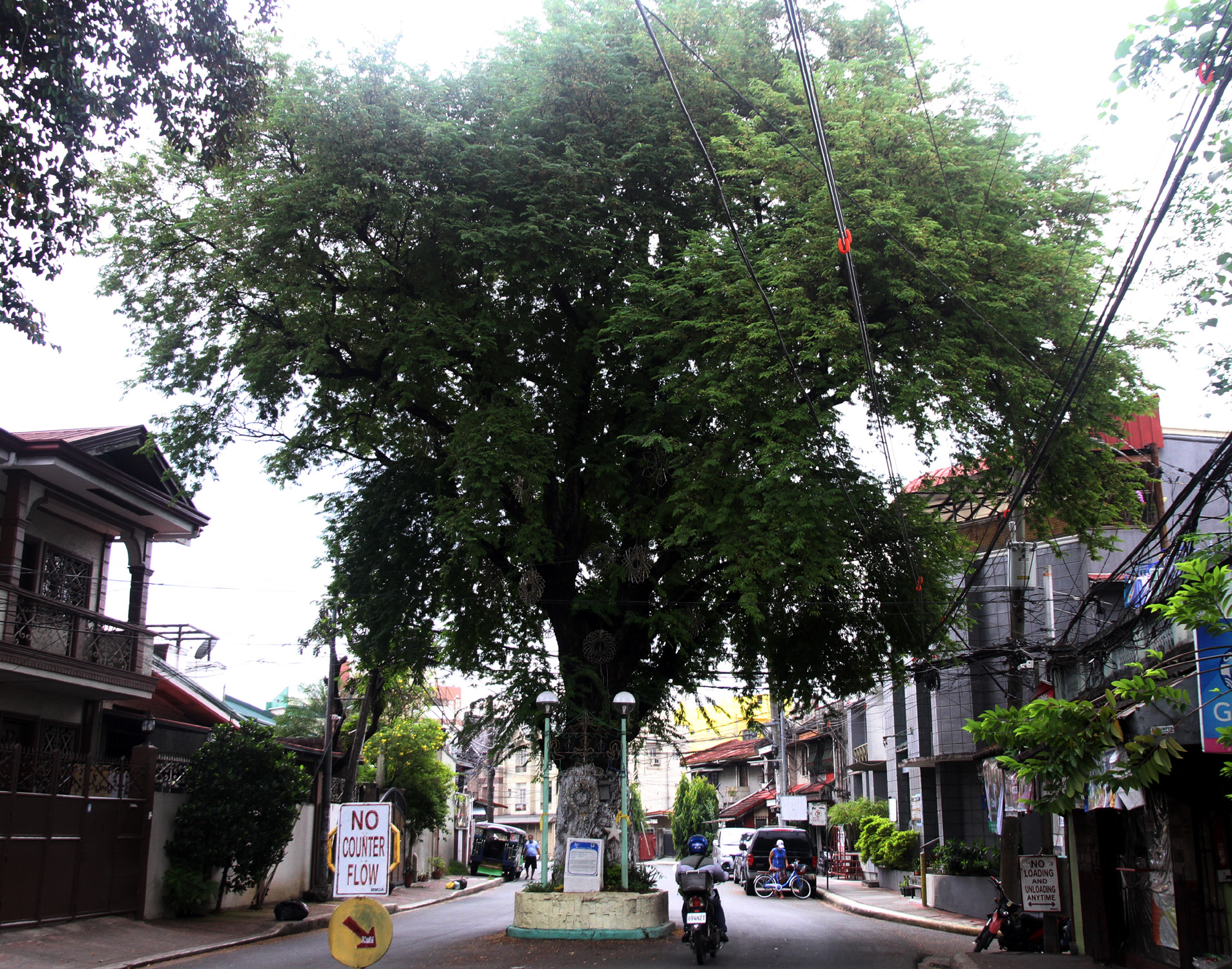 Heritage Sampaloc Tree