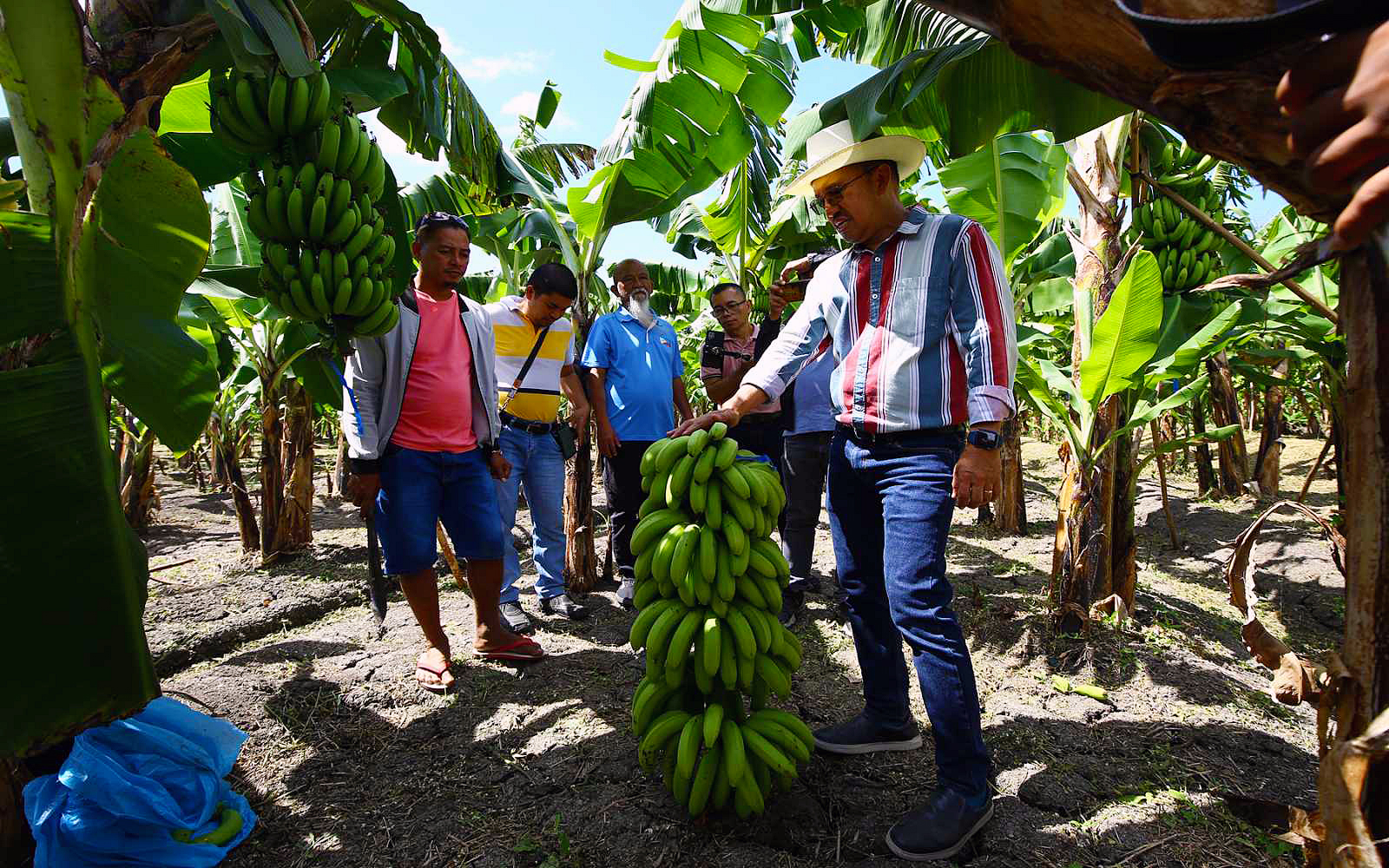 Banana farm in Laguna by JBondoc
