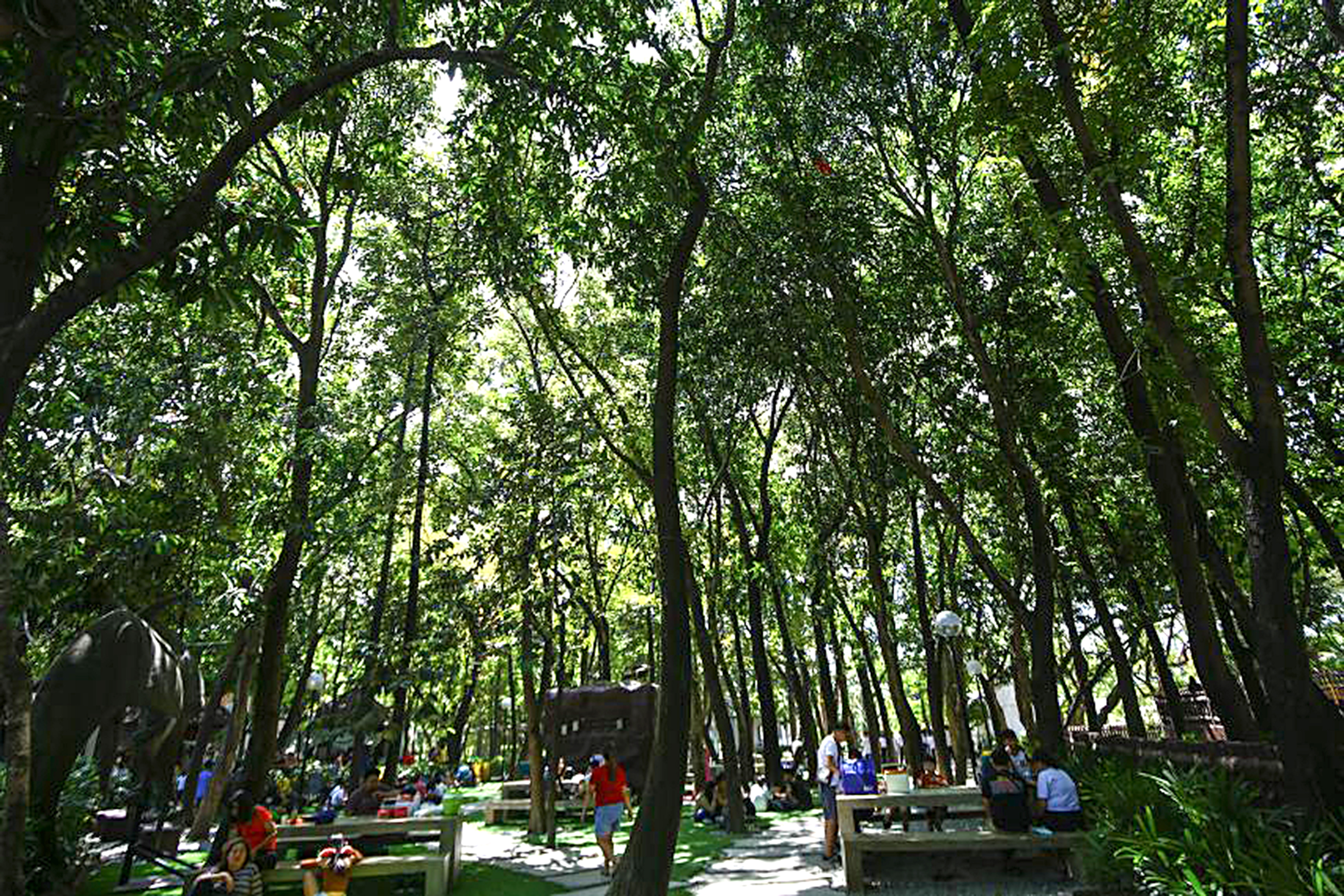 Pasig Rainforest Park by JBondoc