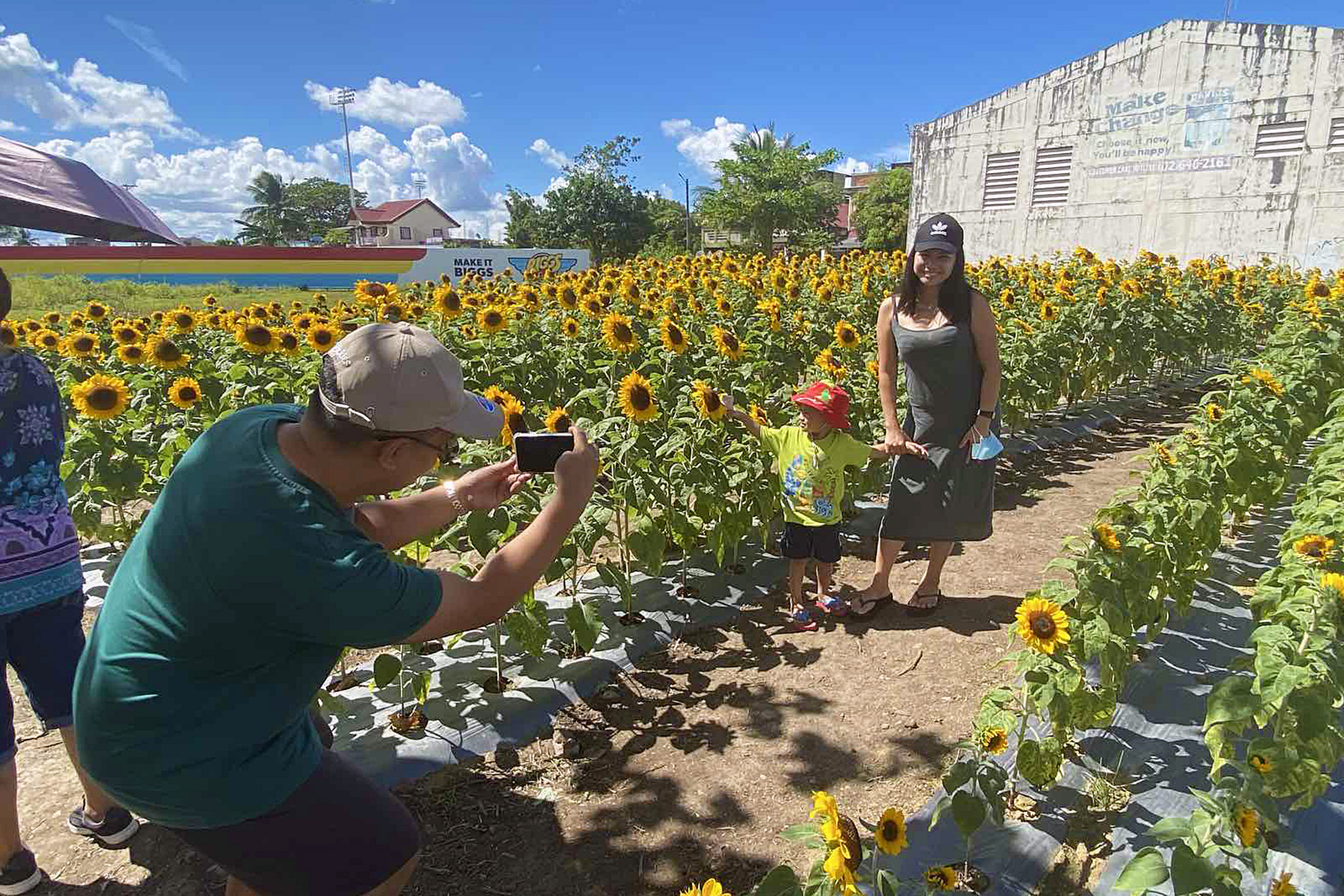 Sunflower farm Ligao City