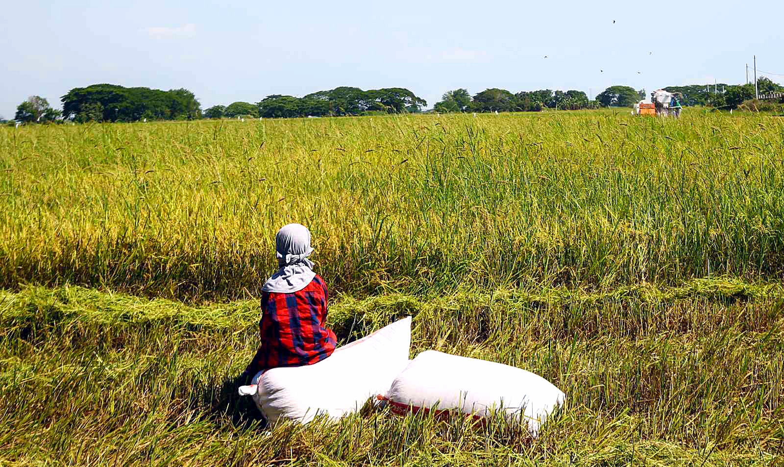 Rice harvest in Pampanga by JBondoc
