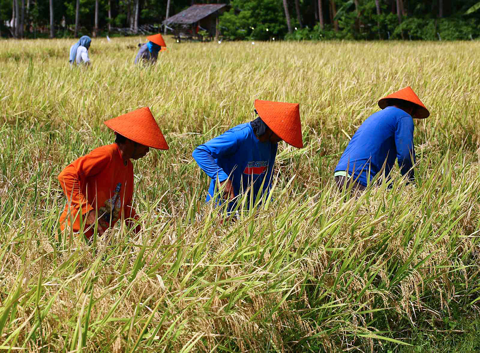Farmers in Camiguin by JBondoc